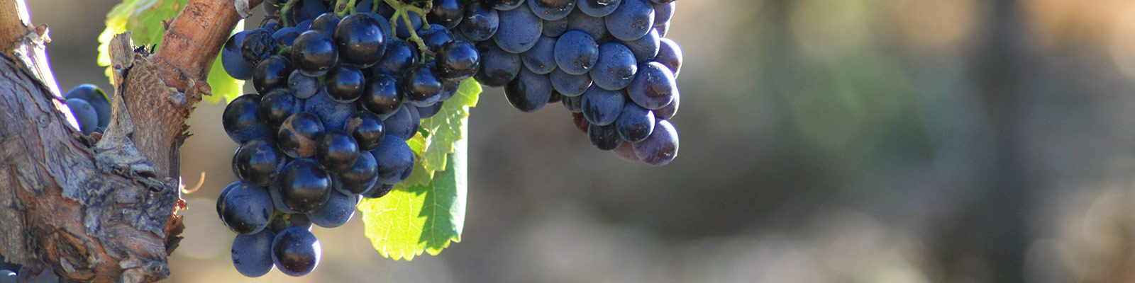 Coopérative des Vignerons de l’Ile de Ré