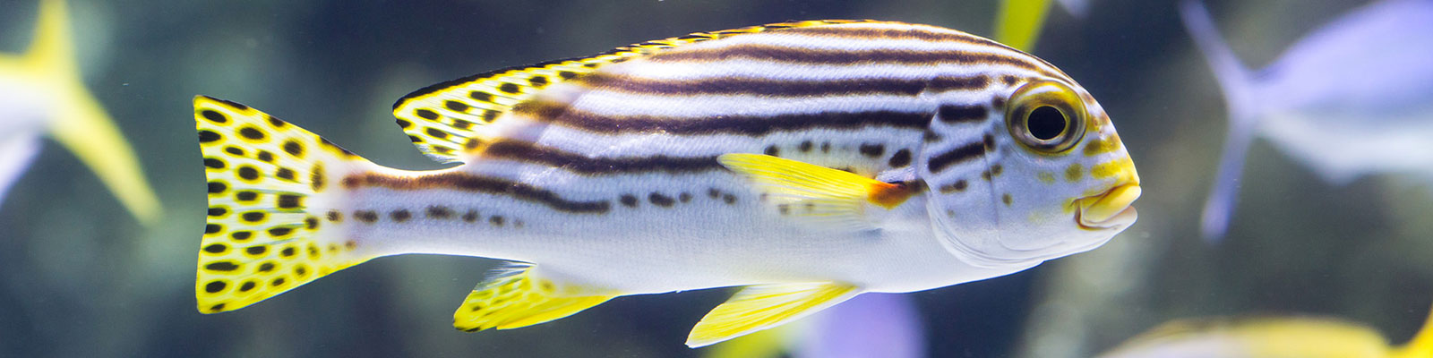 Visiter l'aquarium de La Rochelle