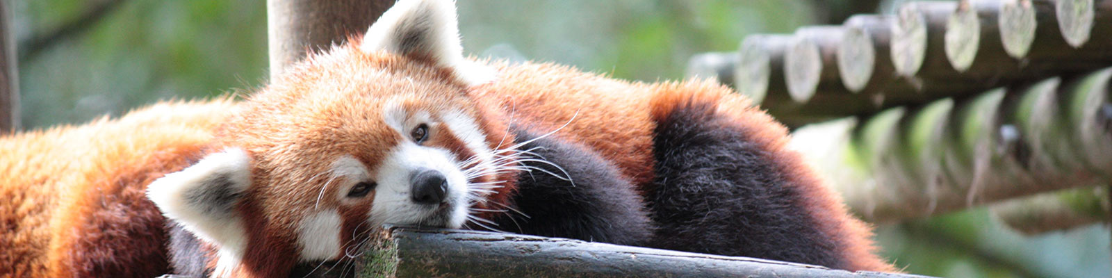 Visiter le Zoo de la Palmyre