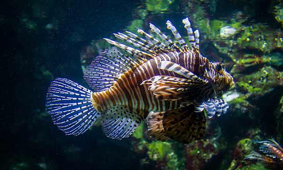 Aquarium Poitou Charentes