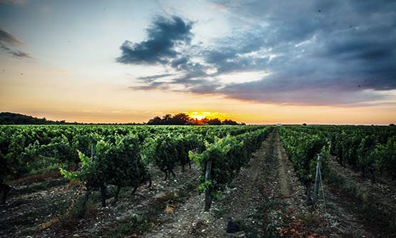 Coopérative des Vignerons Ile de Ré