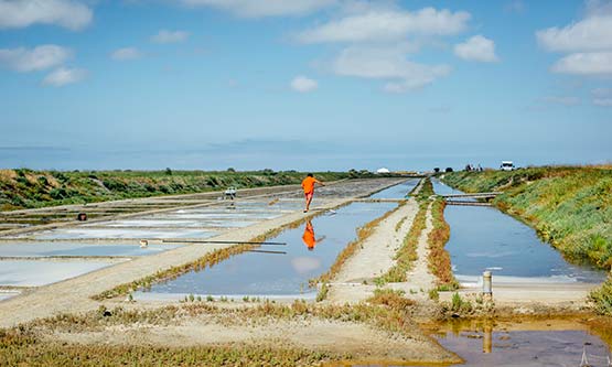 Écomusée, producteurs locaux Ile de Ré