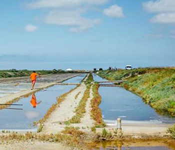 Coopérative des Sauniers de l’Ile de Ré