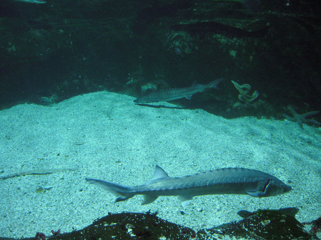 poisson aquarium la rochelle