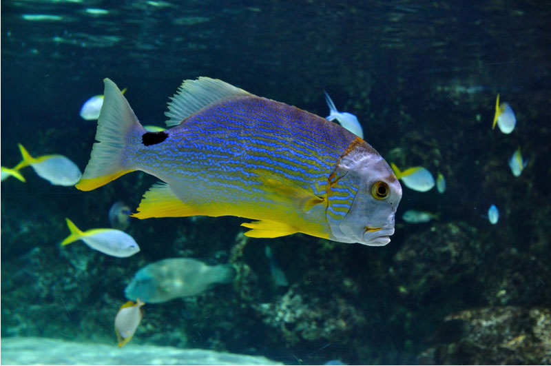 être vivant dans aquarium La Rochelle