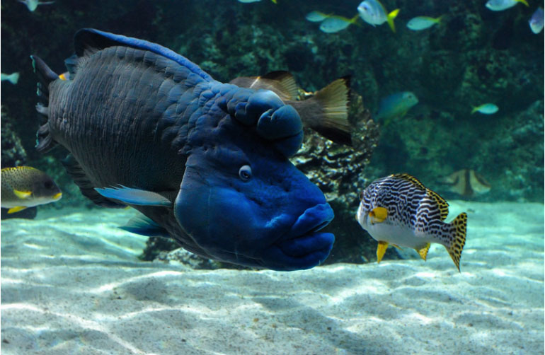 faune aquarium la Rochelle camping Île Ré