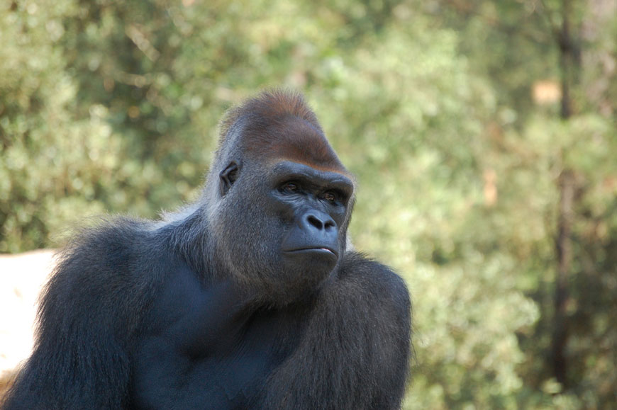 gorille zoo la palmyre