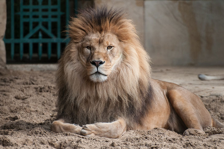 lion zoo la palmyre