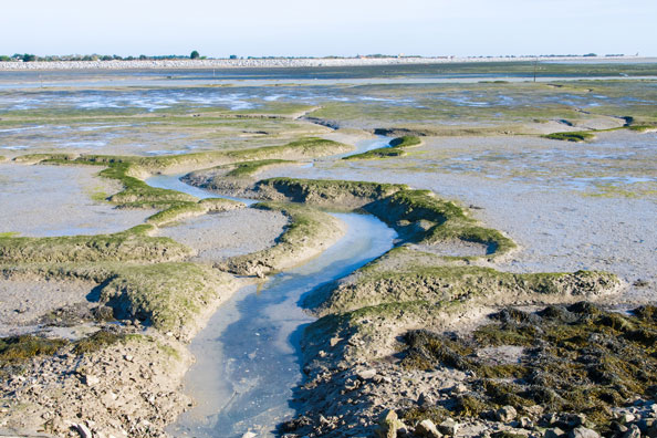 paysage près camping île Ré