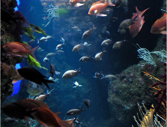 poissons aquarium La Rochelle près camping Varennes