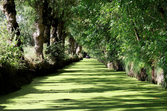 venise verte près camping île Ré