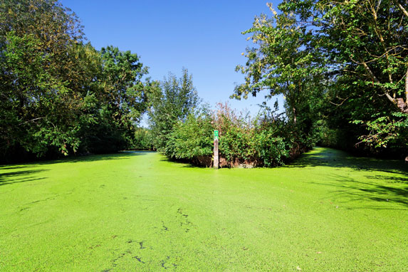 verdure venise verte près camping Varennes