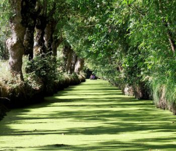 vignette venise verte camping-île Ré