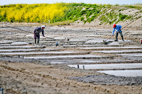 camping pas loin de Ars en ré