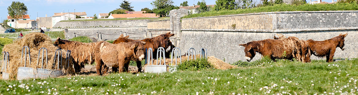 camping proche de st martin en ré