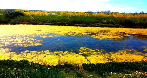 Lileau des niges Ile de Ré